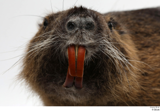 Nutria head 0003.jpg